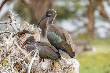 Pair of Hadada Ibis in Lake Naivasha, Kenya - obrazy, fototapety, plakaty