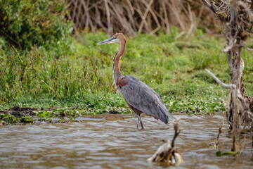 Goliath Heron in Lake Naivasha, Kenya