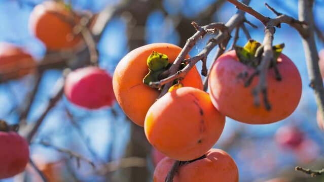秋の味覚　よく熟した柿