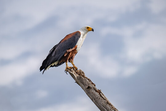 African Fish-Eagle on the lookout in Lake Naivasha, Kenya