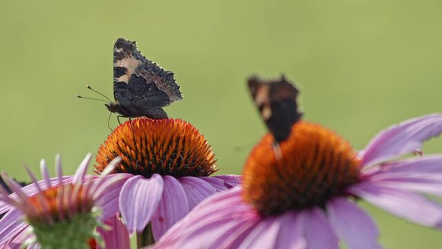 Group of two butterflies eating Nectar From orange Coneflower - macro static shot