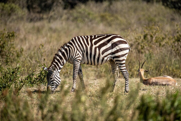 Fototapeta na wymiar Zebra grazing by an Impala in Hell's Gate National Park, Kenya