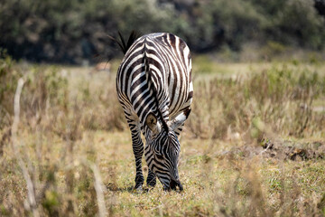 Fototapeta na wymiar Zebra grazing in Hell's Gate National Park, Kenya