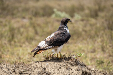Snake-Eagle in Hell's Gate National Park, Kenya