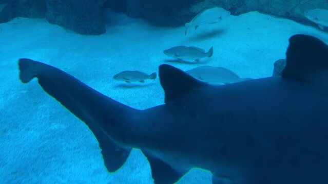 Close view of ragged tooth shark passing by with dusky cob swimming at the bottom