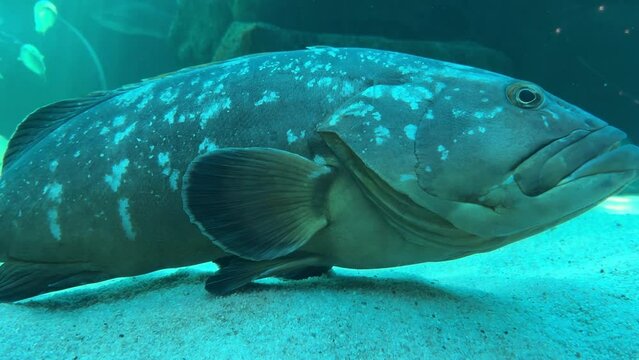 Close view of Yellow-belly grouper fish on the sand floor with some silverfish swimming past