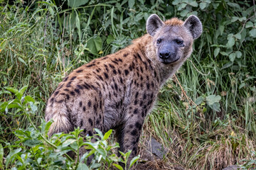 Obraz premium Spotted Hyena in Lake Nakuru National Park, Kenya