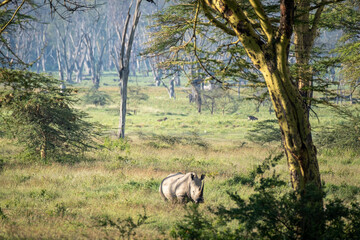 Lone Black Rhinoceros in Lake Nakuru National Park, Kenya