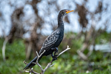 Cormorant in Lake Naivasha, Kenya