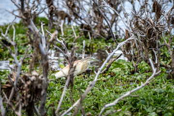 Squacco Heron in Lake Naivasha, Kenya
