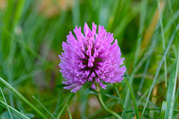 Fototapeta premium close up of purple litte flower in grass