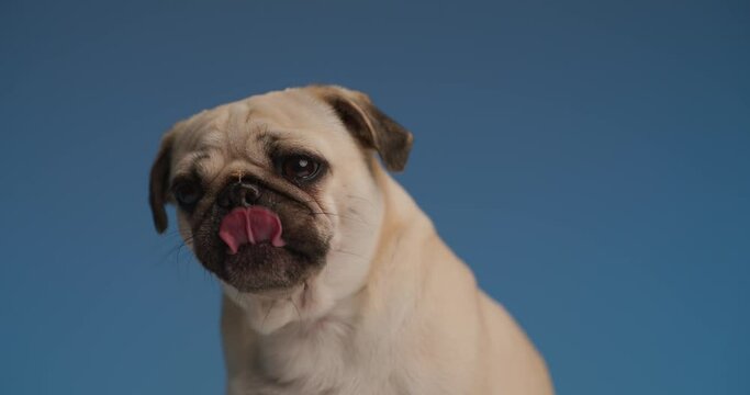cool little pug on blue backgground