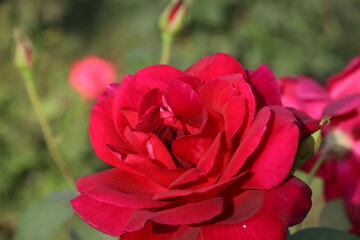The park of Tomb of Jahangir close Lahore, Punjab province, Pakistan