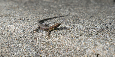 lizard on a stone