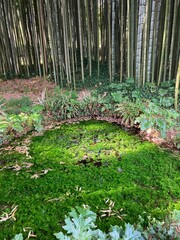 Obraz premium natura e viaggi