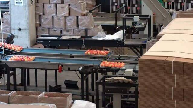 Apples In Environmentally Friendly Packaging On Conveyor Belt In Fruit Packing Warehouse. Packing Fresh, Sorted, Graded And Waxed Apples In Fruit Packing House Facility Prior Distribution To Market.