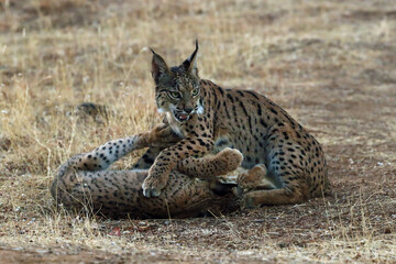 The Iberian lynx (Lynx pardinus), two young lynxes playing in yellow grass. Young Iberian lynx in the autumn landscape.
