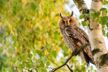 An adult owl sits on a branch in the spring season, Long-eared Owl
