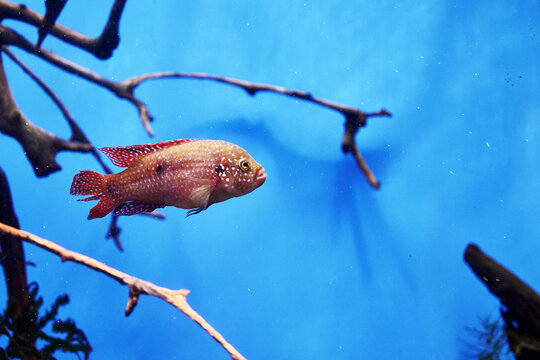 Hemi chromis-the handsome Hemichromis bimaculatus is an aquarium fish of the Cichlid family in blue water