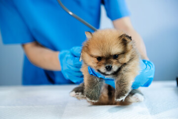 Vet listening Pomeranian dog with stetoscope in veterinary clinic