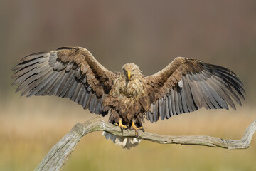 A predator waiting for its prey, White-tailed Eagle