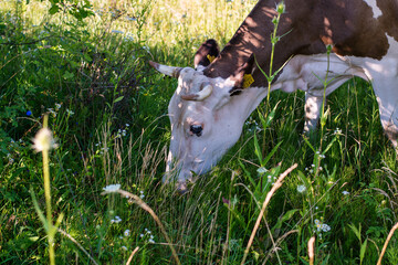 A cow grazes grass. She hid in the shade from the sun in the summer. - 540625613