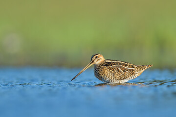  In the water in the spring time, Common Snipe