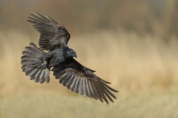 A black big bird lands on a meadow with wings spread, Common Raven
