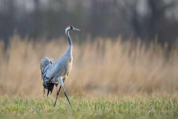 Spring walk in the meadow, Common Crane