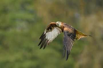 Bird patrolling the meadow on a sunny day, Red Kite
