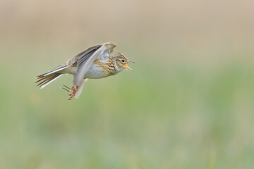 On the fly spring, Sky Lark