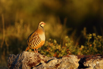 The red-legged partridge (Alectoris rufa), a partridge standing on a rock in the morning sun. A colorful bird from the pheasant family in the sun.