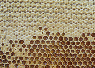 Beautiful photo  texture of a section of wax honeycomb from a bee hive filled with golden honey Organic natural background   Beekeeping concept