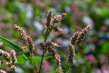 Persicaria longiseta is a species of flowering plant in the knotweed family known by the common names Oriental lady's thumb, bristly lady's thumb, Asiatic smartweed, long-bristled smartweed