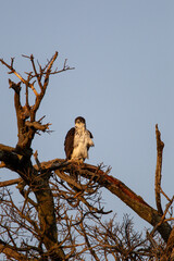 African Hawk-eagle sitting on a branch in the early morning light in the Masai Mara, Kenya