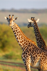 Masai Giraffe walking in the early morning in the Masai Mara, Kenya