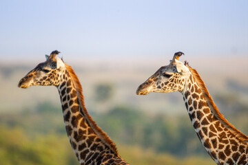Masai Giraffe walking in the early morning in the Masai Mara, Kenya