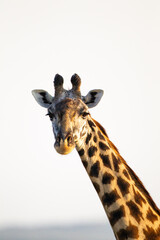 Masai Giraffe walking in the early morning in the Masai Mara, Kenya