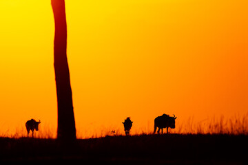 Fototapeta na wymiar Sunset on the vastness of the Masai Mara in Kenya