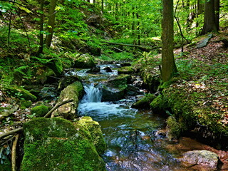 Czechia - view of a stream in the forest