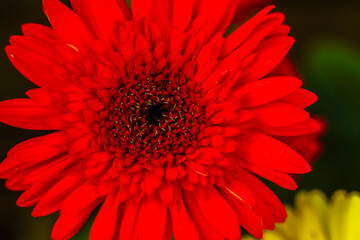 Coral red Barberton Daisy