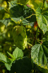 Humulus lupulus is a species of perennial herbaceous plants of the hemp family. A medicinal plant that grows in the wild and is also cultivated in agro-industry