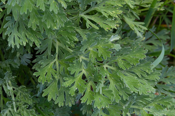 Artemisia absinthium is a perennial plant of the aster family. Medicinal, food, phytoncide, essential oil, dye, tannin-bearing and insecticidal culture. One of the most bitter plants in the world