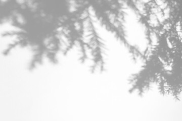 Blurred overlay effect for photo. Gray shadows of fir tree branches on a white wall. Abstract neutral nature concept background for design presentation. Shadows for natural light effects