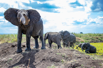 elephant avec sa troupeau, park de mikumi en Tanzanie