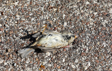 Dead bird on the ground
