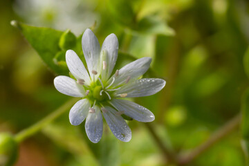 Obraz premium common chickweed, Stellaria media, white bloom with green blurred background