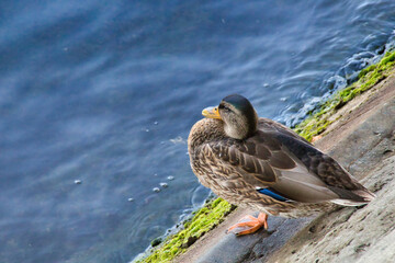 duck in the lake