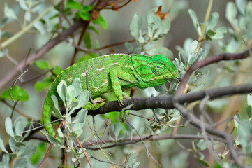 chameleon on a branch