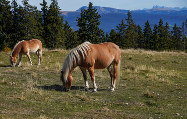 Horse in a pasture in the mountains
